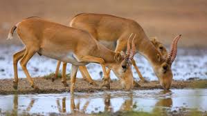 بعدما هددها الانقراض.. طفرة في ولادات ظباء السايغا في كازاخستان