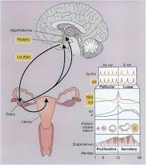 Image result for Pregnane Progestin