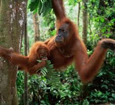 Orangutans are the only exclusively asian genus of extant great ape. Orangutan Quiz Wwf