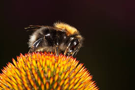 Image result for Bombus hypnorum