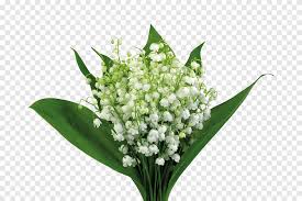 bouquet of baby s breath stars flowers png pngegg breath stars flowers png