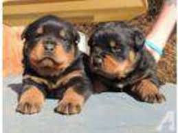 When it comes time to make a selection out of. Puppyfinder Com Rottweiler Puppies Puppies For Sale Near Me In Fayetteville North Carolina Usa Page 1 Displays 10