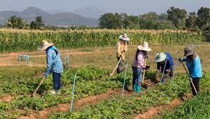 Subcategorie agricultura ecologica agropensiuni anunturi agricole imobiliare apicultura bolile plantelor cultivate. Agricultura Moderna Los Objetivos De Desarrollo Sostenible Relacionados Con La Agricultura