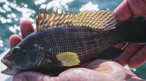 A Green Alternative for Treating Streptococcus Iniae Bacteria