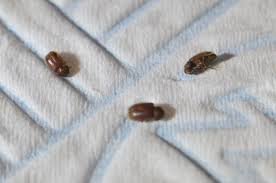 If you notice little brown bugs in your flour, cereal, grain or rice, those are called weevils. What Are These Tiny Bugs Ask An Expert