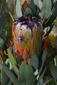 Image result for Protea angolensis