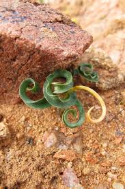 Image result for Dipcadi rigidifolium