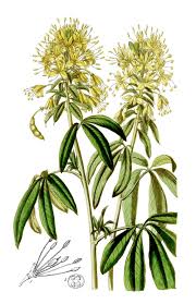 Image result for Cleome monophylloides