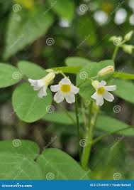 Image result for Oxalis barrelieri