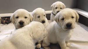 We have been breeding labrador retrievers for 10+ years. Labrador Puppies For Sale My Lab Puppies