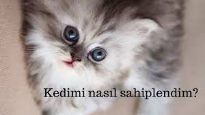 Kediniz Kayboldugu Zaman Yapmaniz Gerekenler Adim Adim Kayip Kedi Bulma Rehberi Youtube