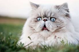 ‪Most Expensive Cat Breeds in the World‬‏