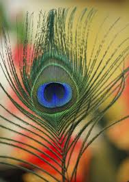 Krishna peacock feather images hd. Feathered By Leigh Lofgren Peacock Feather Art Peacock Images Lord Krishna Wallpapers