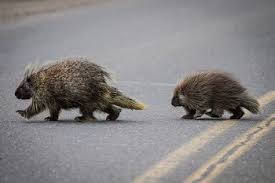 See 3 authoritative translations of sobrepujar in english with example sentences, conjugations and audio pronunciations. Hedgehog Vs Porcupine Study Com