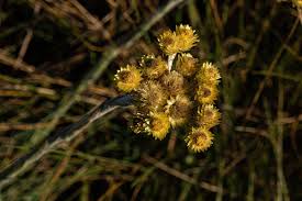 Image result for Helichrysum cephaloideum