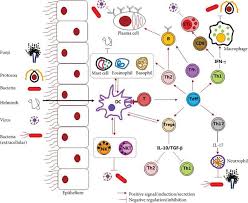 Image result for Intracellular Bacteria