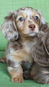 Browse photos and descriptions of 1000 of california dachshund puppies of many breeds available right now! Akc Mini Dachshund Black And Cream Chocolate And Cream Dapple Puppies English Creams Normandox Ca Dapple Dachshund Miniature Dapple Dachshund Puppy Puppies