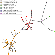 Image result for Loudetia simplex