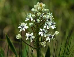 Image result for Schizocarphus nervosus