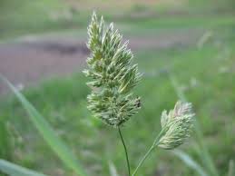 Image result for Urochloa oligobrachiata