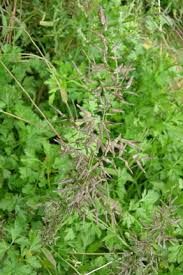 Image result for Eragrostis cilianensis