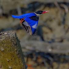 Anil Tyagi (@aniltyaginature) • Threads, Say more