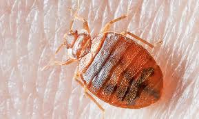 Book pest control services in delhi ncr at reasonable costs. Pest Control Delhi Pest Control Services Delhi Pest Control Company Delhi Ncr Pest Control Expert Delhi