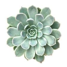 Some cacti are dangerous to humans and animals. 10 Non Toxic Pet Safe Succulents Sublime Succulents