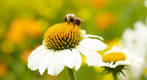 Bees earn their reputation as busy workers by pollinating billions of plants each year, including millions of agricultural crops. Native Plants Help Pollinators But Think Twice About Growing Nativars Better Homes Gardens