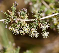 Image result for Asparagus suaveolens