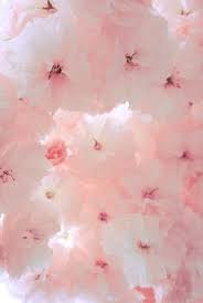 Yeoppuda Pink Aesthetic Pretty In Pink Pink Flowers