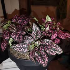 Image result for Hypoestes cancellata