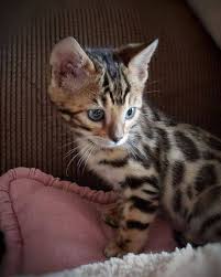 Adopt bengal cats in massachusetts no bengals for adoption in massachusetts. Contact Bengal Cat Breeders Bengal Kitten Pet Kitten