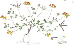 Image result for Lotus corniculatus