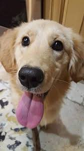 From their first breath and learning to walk, to teething and playtime. Washington Dc Golden Retriever Meet Eliza A Pet For Adoption
