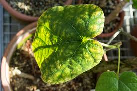 Image result for Chasmanthera dependens