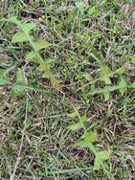 Image result for Lactuca indica