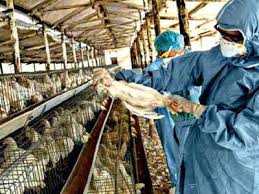 Most of them don't infect humans. What Is Bird Flu Know About Symptoms And More India News Times Of India