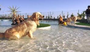 Tenerif De Avrupa Nin Luks Kopek Oteli Aciliyor My Animals