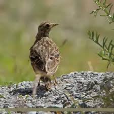 Image result for Alafia orientalis