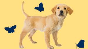 Maybe you would like to learn more about one of these? Donate In Memory Gifts In Memory Guide Dogs