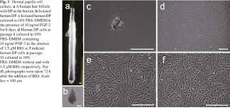 (dpcs), specialized mesenchymal cells located at the. Dermal Papilla Cell Culture A A Human Hair Follicle With Dp At The Download Scientific Diagram