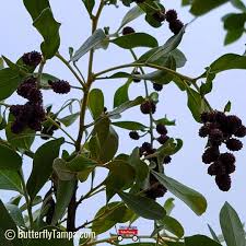 Image result for Conocarpus erectus
