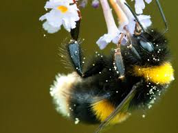 With any luck, you might help us to find remnant populations of rare species before they go extinct. Buff Tailed Bumblebee Voted Britain S Favourite Insect Insects The Guardian