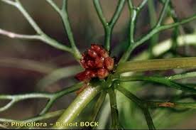 Image result for Ceratophyllum submersum