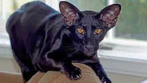 The devon rex is highly active and often described as mischievous. learn more about this breed. Are Oriental Shorthair Cats Hypoallergenic My British Shorthair