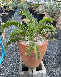 Image result for Encephalartos