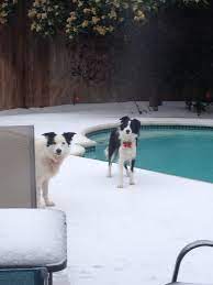 Pin On Group Border Collies Best Dog Breed Ever
