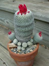 The table below lists examples of other succulents that resemble. Epithelantha Micromeris Button Cactus World Of Succulents Cactus Plants Different Types Of Succulents Succulents