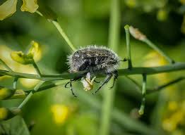 Image result for Tropinota hirta